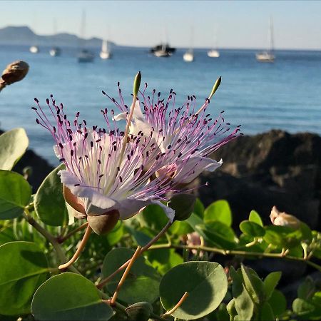 Zaffiro Lavico Rooms Etna Nature Sea Acireale Dış mekan fotoğraf